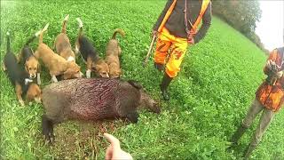 Chasse aux sangliers  sanglier de 110 kg au ferme 20182019 [upl. by Aztiraj]