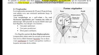 GIARDIA INTESTINALIS COURS TS LIBAN [upl. by Gitt]