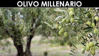 TramErboristiche  Un olivo millenario [upl. by Itsrik]