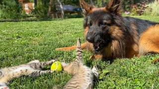 German Shepherds Reaction to Kittens Stealing his Favorite Toy [upl. by Garnett]