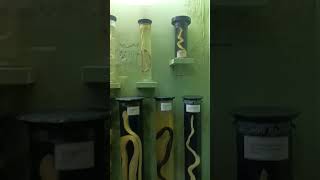 Chennai Egmore museum ke mein snake 🐍🐍🐍🐍 [upl. by Aiyram]