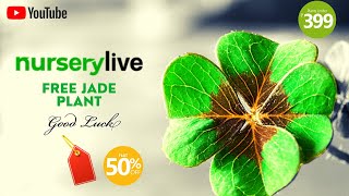 Goodluck plant from nursery live Unboxing of jade plant [upl. by Skillern]