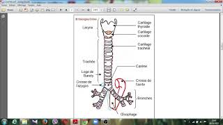 la trachéecours anatomie num 11 [upl. by Adnuahsal]