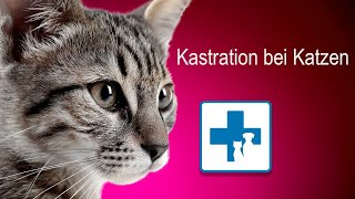 Kastration von Katzen  soll ich meine Katze kastrieren lassen [upl. by Leary]