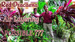 Air Layering in Cordyline Red Dracaena  Is it Possible [upl. by Rehptsirhc]