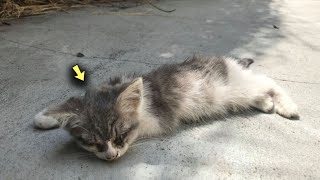 A Nearly Blinded Street Kitten Lay On the Ground People Stumbling Over it [upl. by Mchugh]