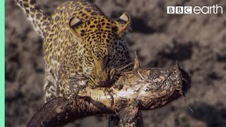 Leopard Learns How to Catch a Fish  BBC Earth [upl. by Airom]