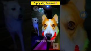 चिंटू का व्लॉग 🐶 vlogging dog hindi  dog vlogger cutepuppies puppyvlog [upl. by Ardnaxela]