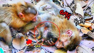 Summary Full Story Abandon Monkey Open Fighting With Teammate To Protecting Baby LEO [upl. by Einnos]