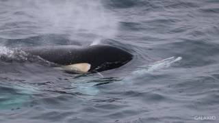 Killer Whales vs Minke Whale  Antarctica [upl. by Mharg470]