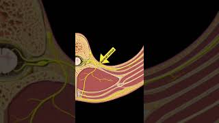 Testing Spinal cord and Nerves Part D shorts [upl. by Lempres]