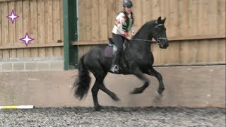 Friesian Horse is very excited to be jumping in the indoor arena [upl. by Ginzburg292]