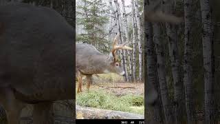 First Buck with the NEW Mathews Lift X Bigger Bucks to come hunting deerhunter deer [upl. by Stieglitz385]