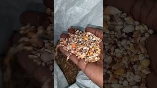 Birds food sunflower seeds pigeon seeds mix Location Kumananchavadi Chennai Ph 9790811670 [upl. by Rockefeller]