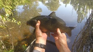 Frustrating Urban Pond Fishing Pondfishing Carp [upl. by Jemmie66]