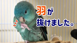 うちのサザナミインコが抜けた羽で遊んでいます [upl. by Nivlac]