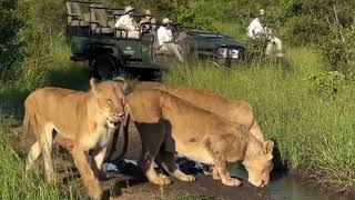 Large Lion pride  Mhangeni Pride with Cubs  1 February 2024 [upl. by Barbette120]