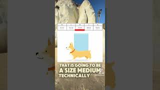 How to Measure amp Size a Corgi for a K9 Sport Sack [upl. by Aikehs149]