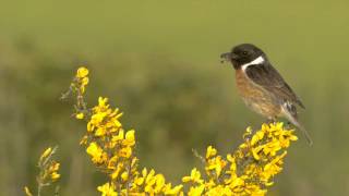 Saxicola torquata  Pitxartxar burubeltza  Tarabilla común [upl. by Einniw]