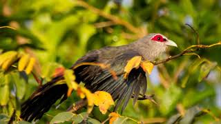 Bird Sound Malkoha Sombre Green Billed Malkoha Bird Singing Natural [upl. by Shipley]