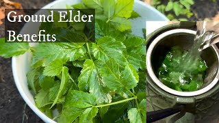 Ground Elder aka “Goutweed”  Health benefits making fresh steeped tea amp where to find 🌱 🍵 [upl. by Bjork]