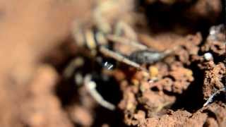 עכביש זאב זאבן טורף  wolf spider lycosidae preying [upl. by Zoara620]