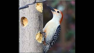 The Red bellied Woodpecker woodpecker birds nature backyardbirdwatching southcarolina [upl. by Nath]