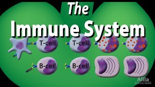 The Immune System Overview Animation [upl. by Elfont116]