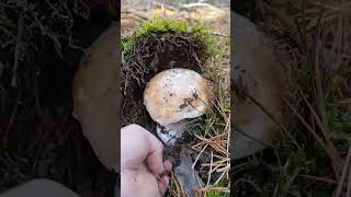 Boletus Edulis 🍄🍄‍🟫 Boletus Boletazo Edulis mushroom espora naturaleza fungi seta [upl. by Mungam]