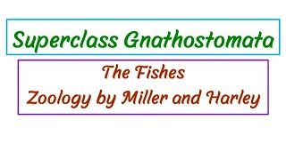 Superclass Gnathostomata  Jawed Vertebrates [upl. by Sabelle]