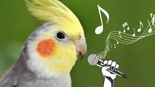 Happy cockatiel bird singing in nature 🦜🌿 💚 [upl. by Yeloc]