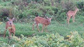 white tail deer fawns [upl. by Aceissej]