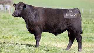 Lot 16 Paringa Mogul U142 [upl. by Surovy658]