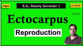 Ectocarpus reproduction [upl. by Wheeler]