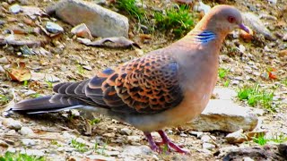 Oriental Turtle Dove Bird [upl. by Ellenig829]