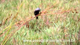 Caboclinhodebarrigapreta Sporophila melanogaster Blackbellied Seedeater MVI0617 [upl. by Nasaj194]