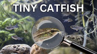 My Pygmy Catfish Colony 150 Day Evolution [upl. by Meek]