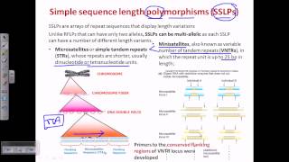 Simple sequence length polymorphism SSLP [upl. by Schreib]