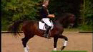 Horse Video Graceful Horses [upl. by Belvia]