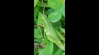 Green Grasshopper Orthoptera Insects [upl. by Arikihs258]