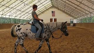 Trustworthy Trail Horse Training Introducing the drag obstacle [upl. by Sancha700]