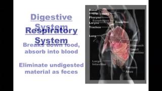 Human Anatomy and Physiology Organ Systems [upl. by Tawnya]