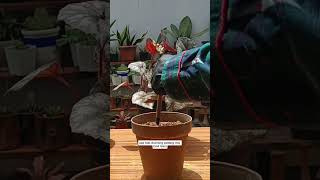 Begonia stem cutting propagationBeginner tips propagation houseplant [upl. by Valorie284]