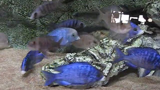 AQUARIUM MALAWI PLACIDOCHROMIS MDOKA CYRTOCARA MOORIIMalawi CichlidsACQUARIO MALAWI CON ROCCE DIY [upl. by Sophy]