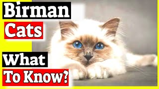 Birman Cats  Are Birman cats friendly  Questions amp Answers [upl. by Dlareg7]