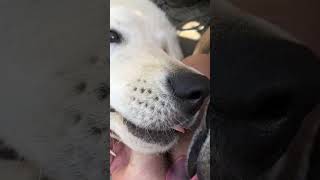 Dogs photo bomb video of Maremma pup [upl. by Nerta]