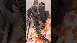 This man rescued a baby crocodile and took it home to care for it animalshorts shortvideo [upl. by Valina]