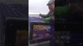 Durney Nicholas part 2 Lobster fishing Pictou Nova scotia [upl. by Brander]