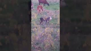 ✔Пастух🚶♂️ не нужен Коровы🐮 на самовыпасе☘️🐂✔ deeprussia деревня [upl. by Erot770]