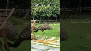 Ostriches in the resort hotel resort top top10 topnews ostrich nature latestnews viralvideo [upl. by Pax153]